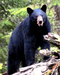 Washington Black Bear Hunting Guides